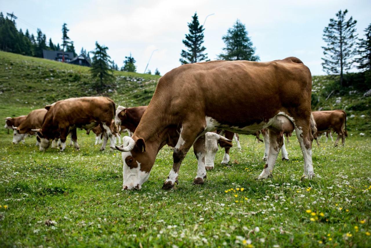 Tourist Farm Pr'Dovar 서클리예나고렌스켐 외부 사진